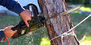 Best Hazardous Tree Removal  in Laurel Hill, NC