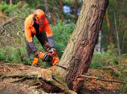 Best Tree Removal  in Laurel Hill, NC