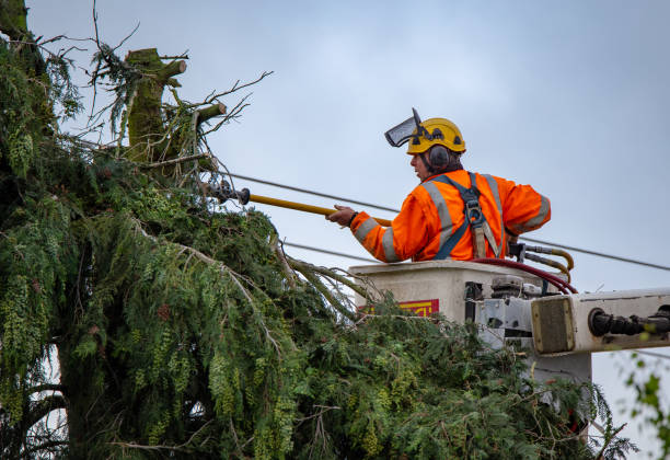 Best Tree Cabling and Bracing  in Laurel Hill, NC